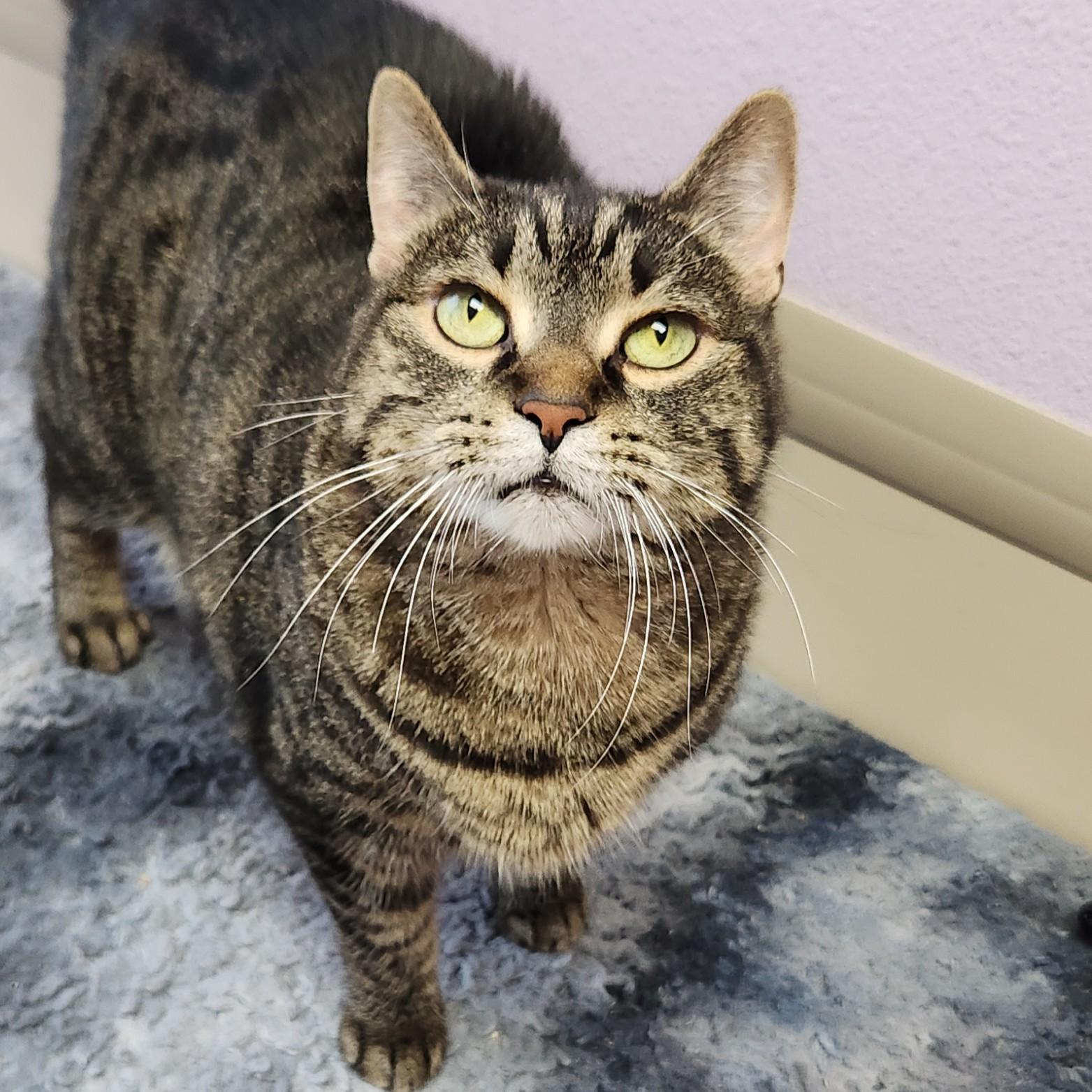 Tia, a Adoptable Tabby in Marshfield, WI image 2/6