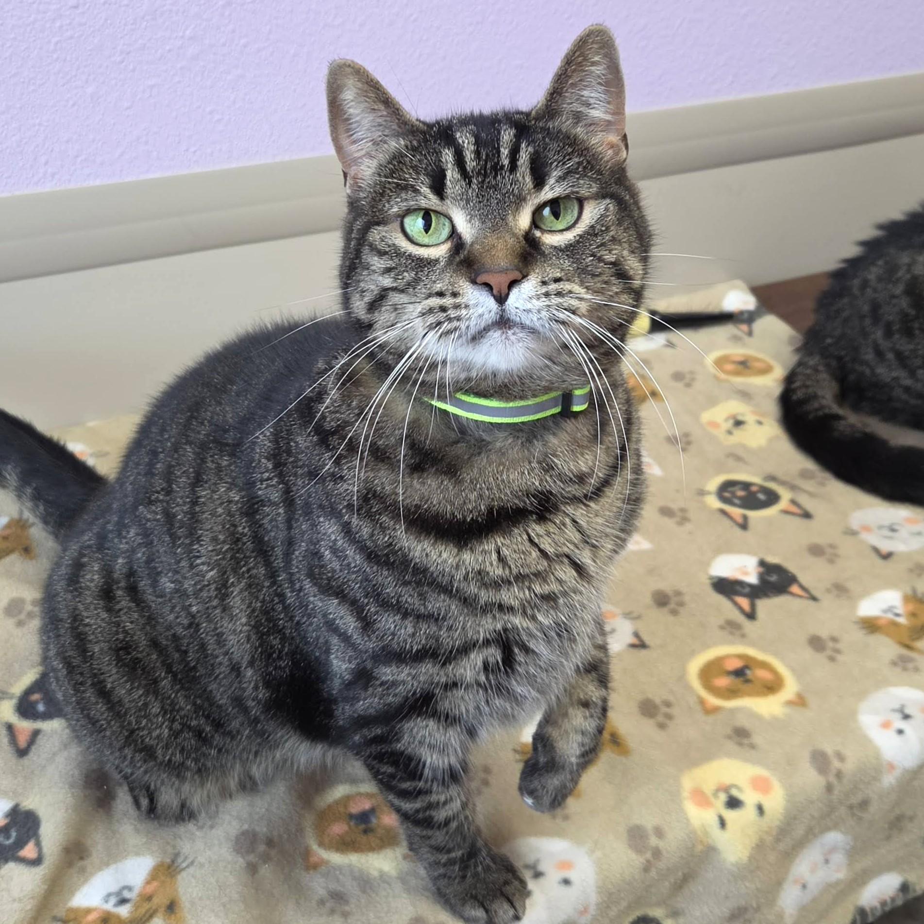 Enlarge Tia, a Adoptable Tabby in Marshfield, WI image 3/6