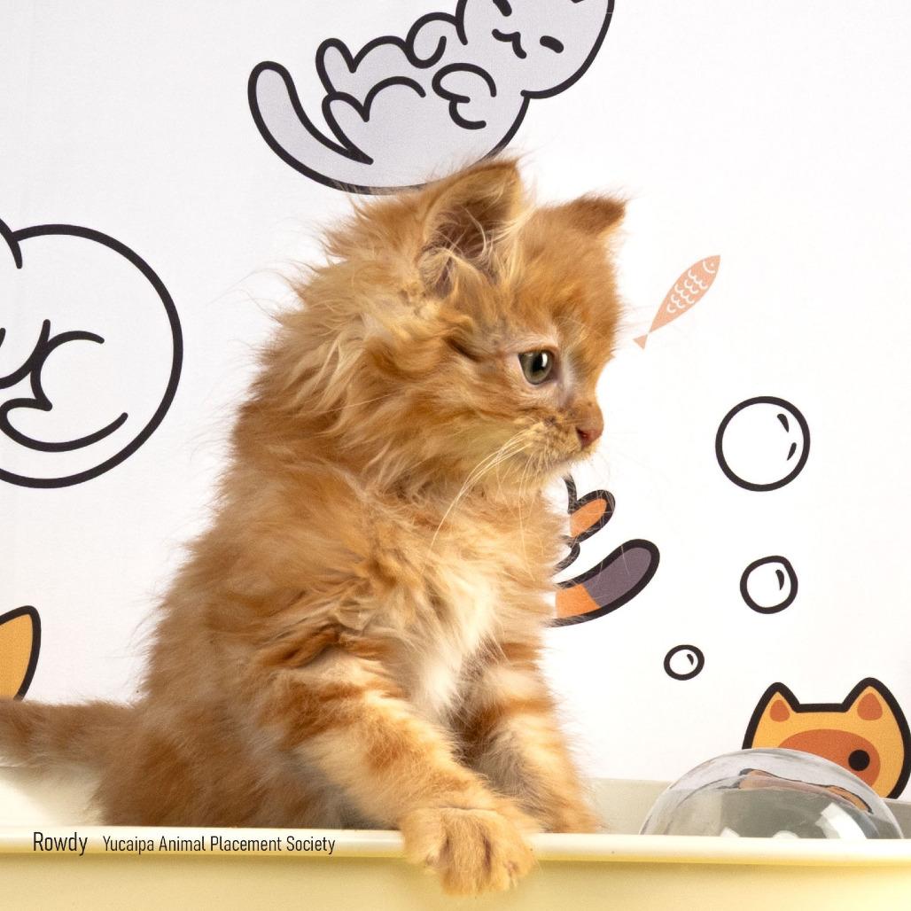 Rowdy, Adoptable, Kitten Male Domestic Long Hair.