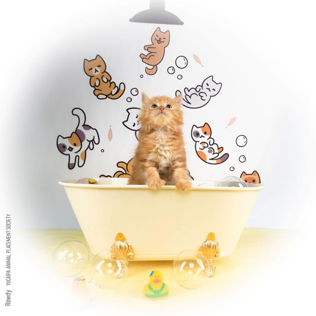 Enlarge Rowdy, a Adoptable Domestic Long Hair in Yucaipa, CA image 2/4