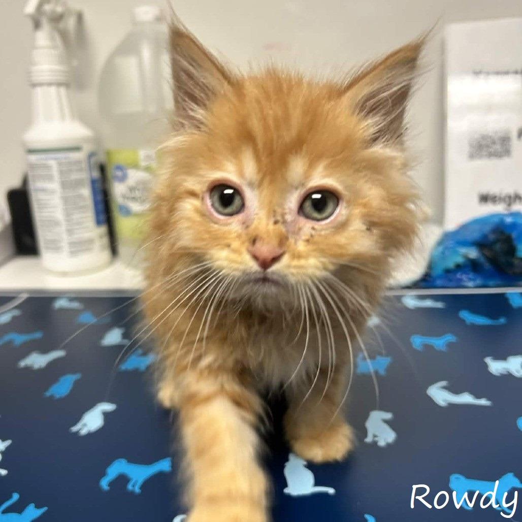 Enlarge Rowdy, a Adoptable Domestic Long Hair in Yucaipa, CA image 3/4