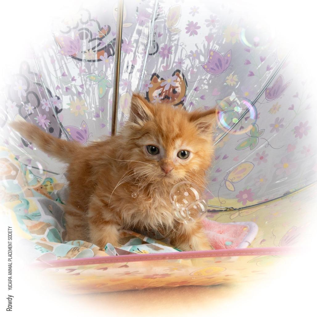 Enlarge Rowdy, a Adoptable Domestic Long Hair in Yucaipa, CA image 4/4