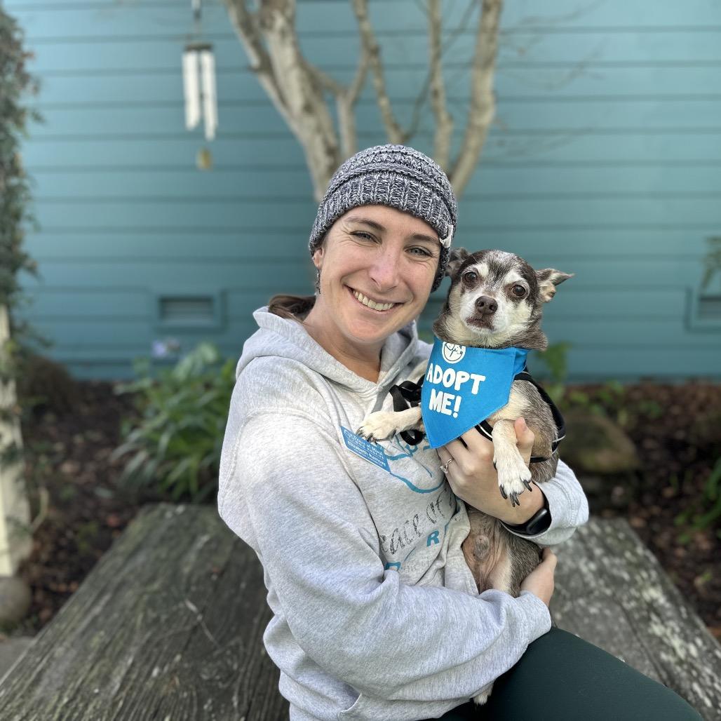 Blockbuster, Adoptable, Senior Male Chihuahua.