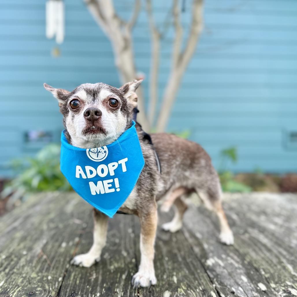 Blockbuster, a Adoptable Chihuahua in Pacific Grove, CA image 2/5