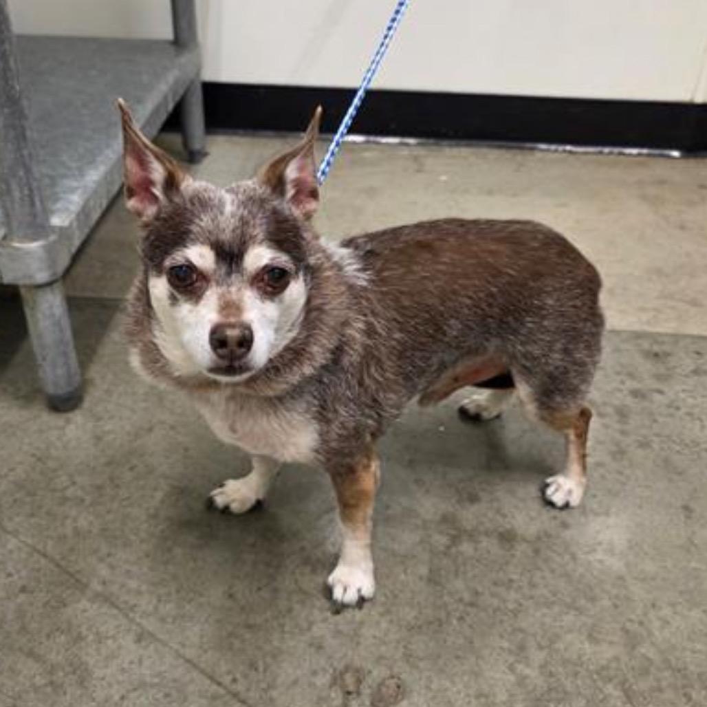 Blockbuster, a Adoptable Chihuahua in Pacific Grove, CA image 3/5