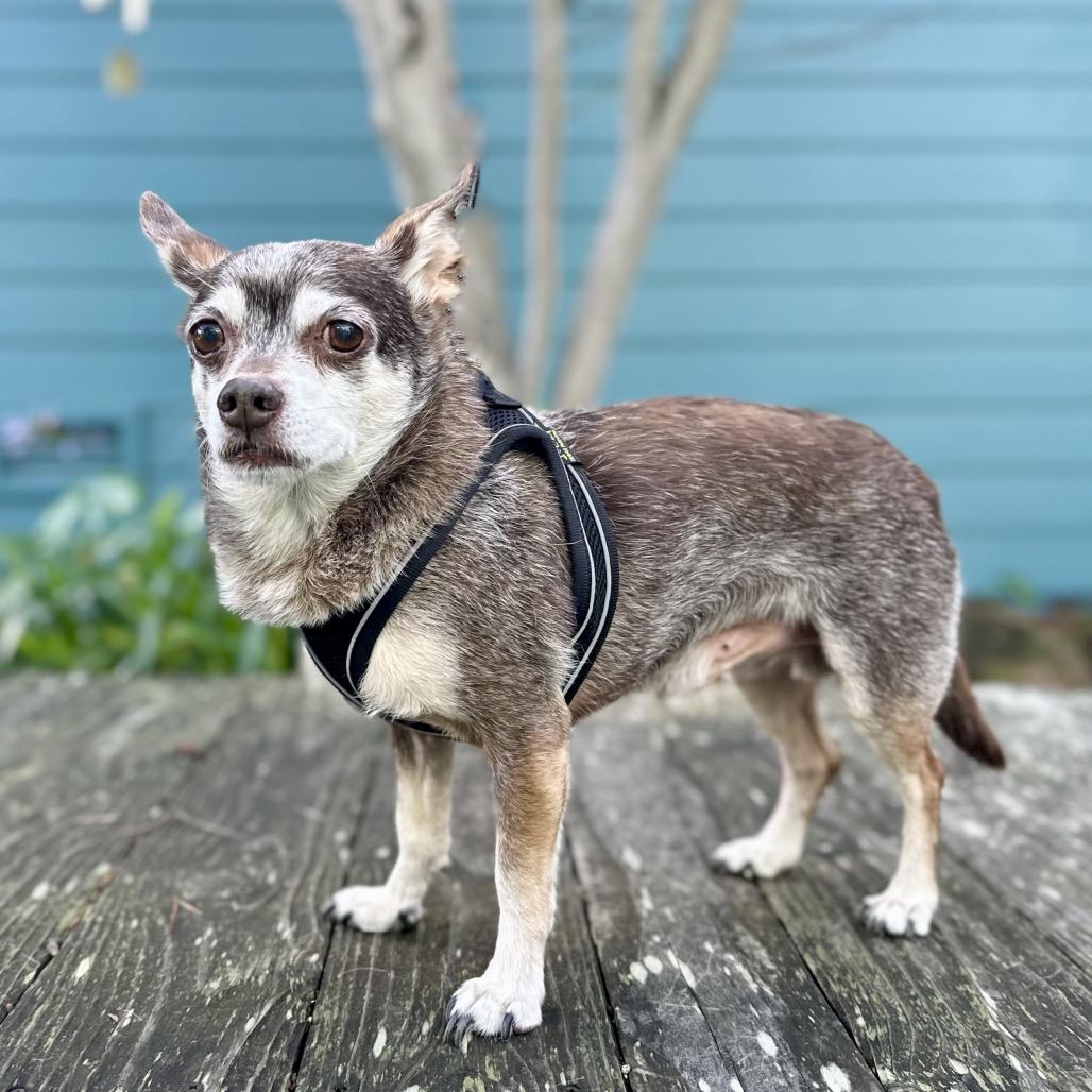 Blockbuster, a Adoptable Chihuahua in Pacific Grove, CA image 4/5