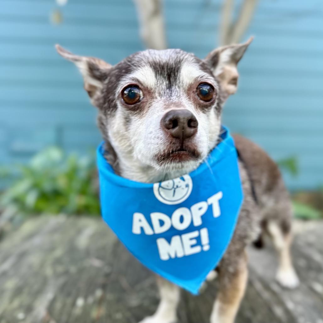 Blockbuster, a Adoptable Chihuahua in Pacific Grove, CA image 5/5