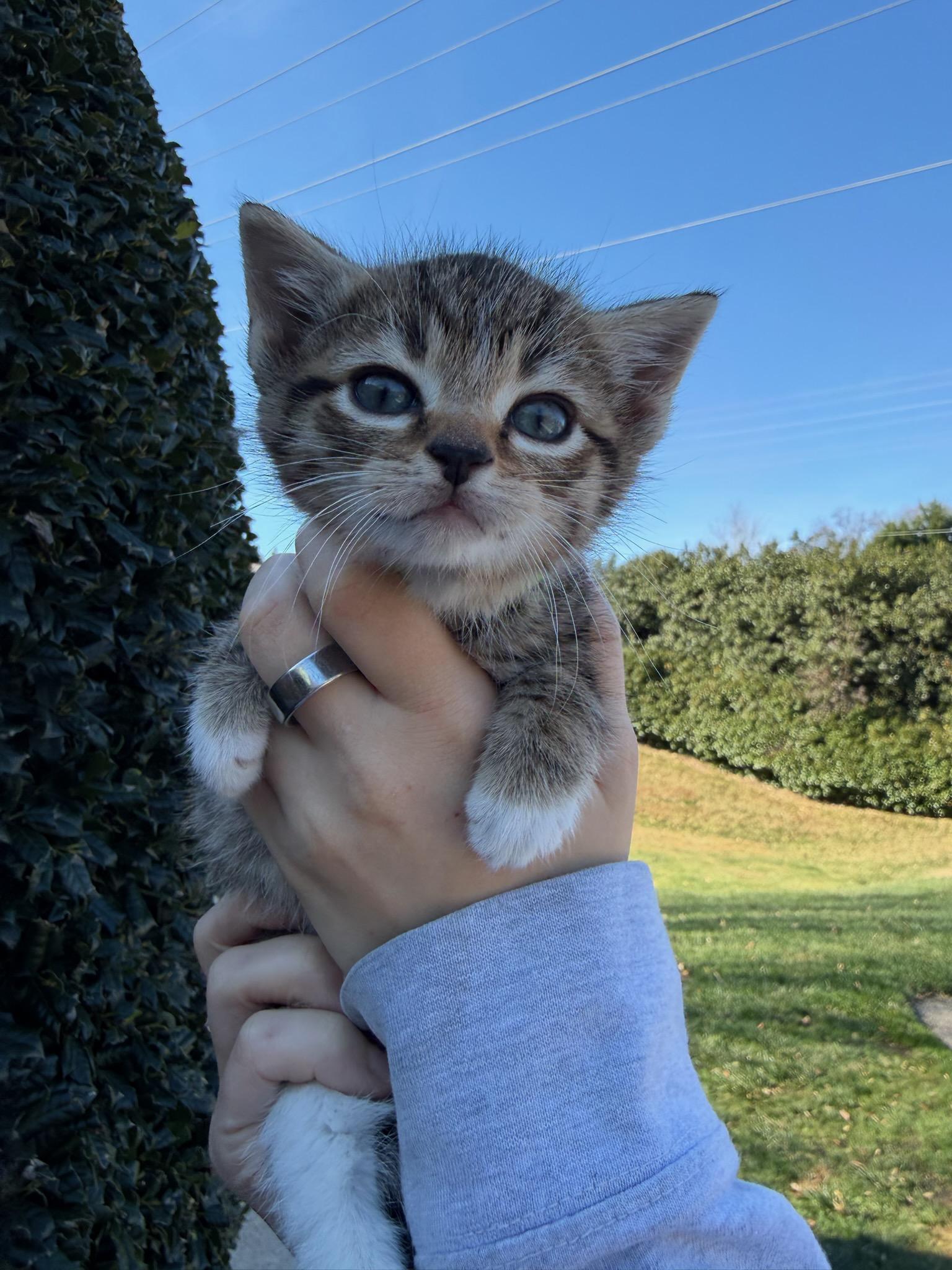 Farkle, Adoptable, Kitten Male Domestic Short Hair.