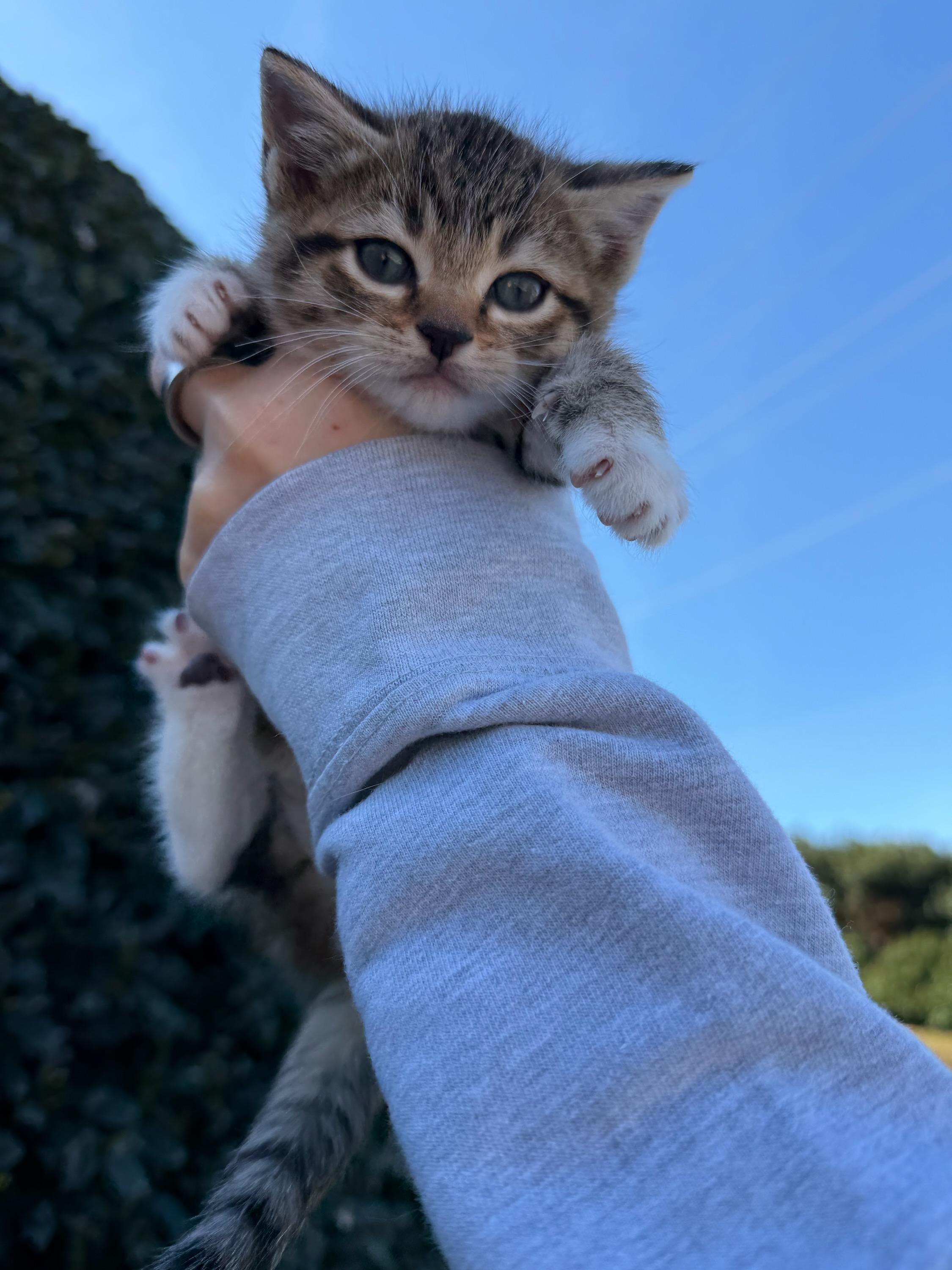 Enlarge Farkle, an adopted Domestic Short Hair in Fairfax Station, VA image 2/2