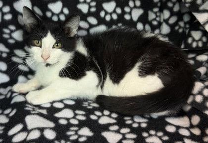 Enlarge 7133 (Domino), a Adoptable Domestic Short Hair in Lake City, MI image 1/1