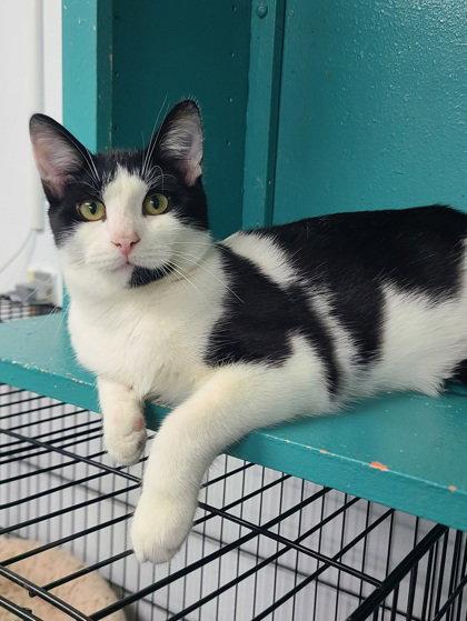 Enlarge 7133 (Domino), a Adoptable Domestic Short Hair in Lake City, MI image 1/2