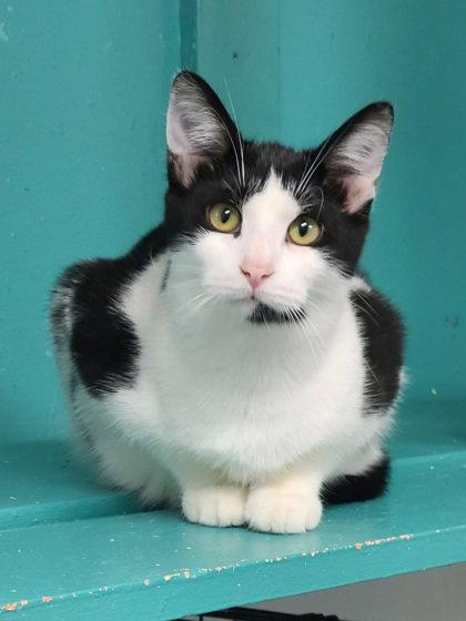 Enlarge 7133 (Domino), a Adoptable Domestic Short Hair in Lake City, MI image 2/2