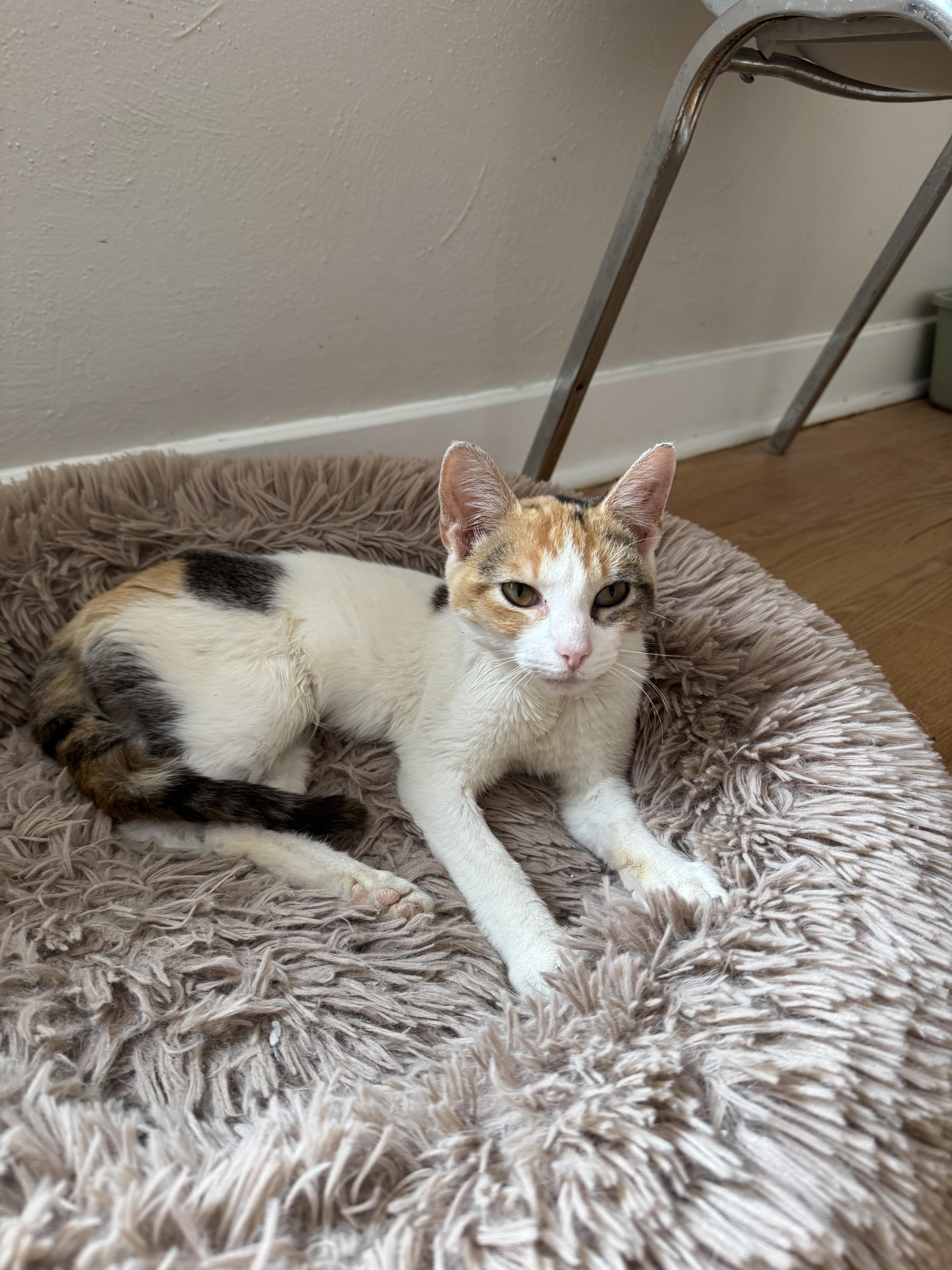 Enlarge Calypso , an adopted Domestic Short Hair in Salem, OH image 1/1