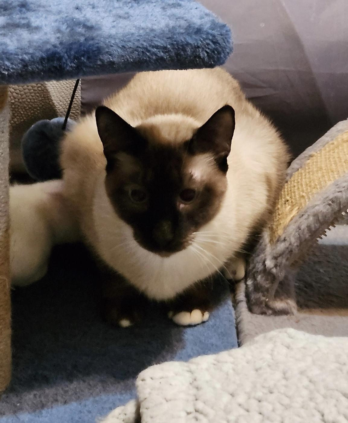 Charlie, Adult Male Siamese