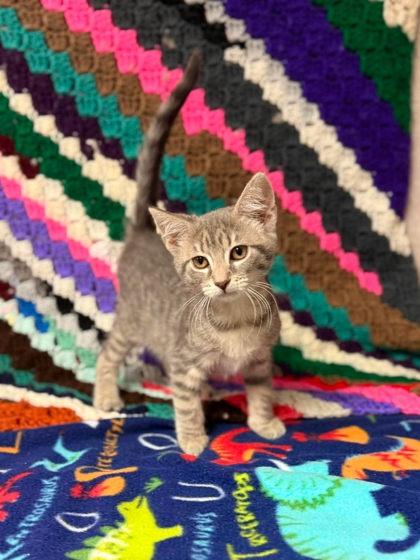 Matcha, Adoptable, Kitten Female Domestic Short Hair & Domestic Short Hair.