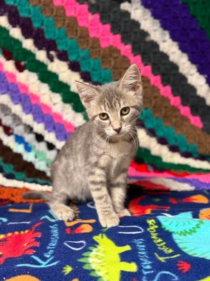 Enlarge Matcha, a Adoptable mixed breed in Visalia, CA image 2/2