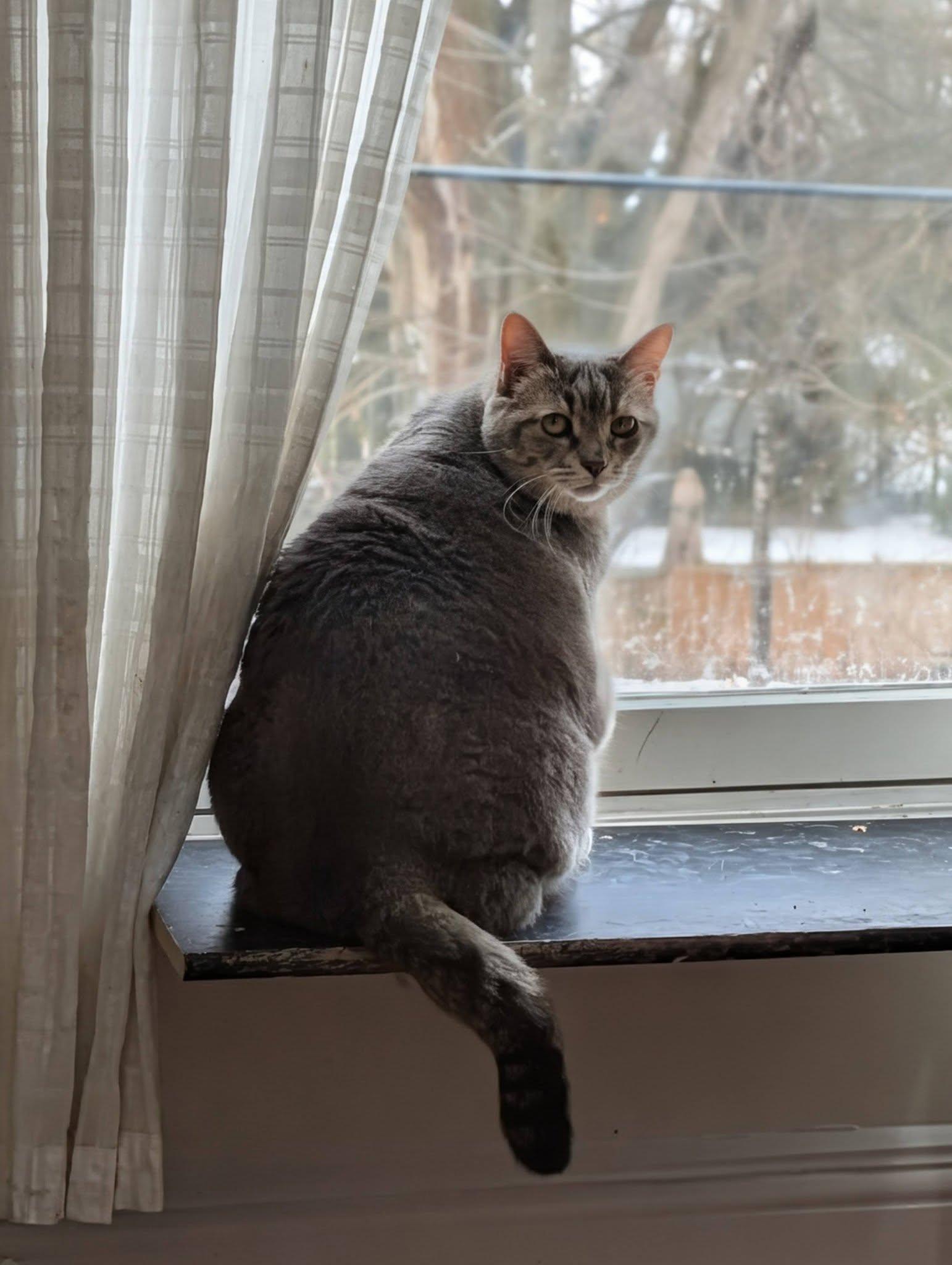 Enlarge Anna, a ADOPTABLE Domestic Short Hair in Spencerville, ON image 1/4