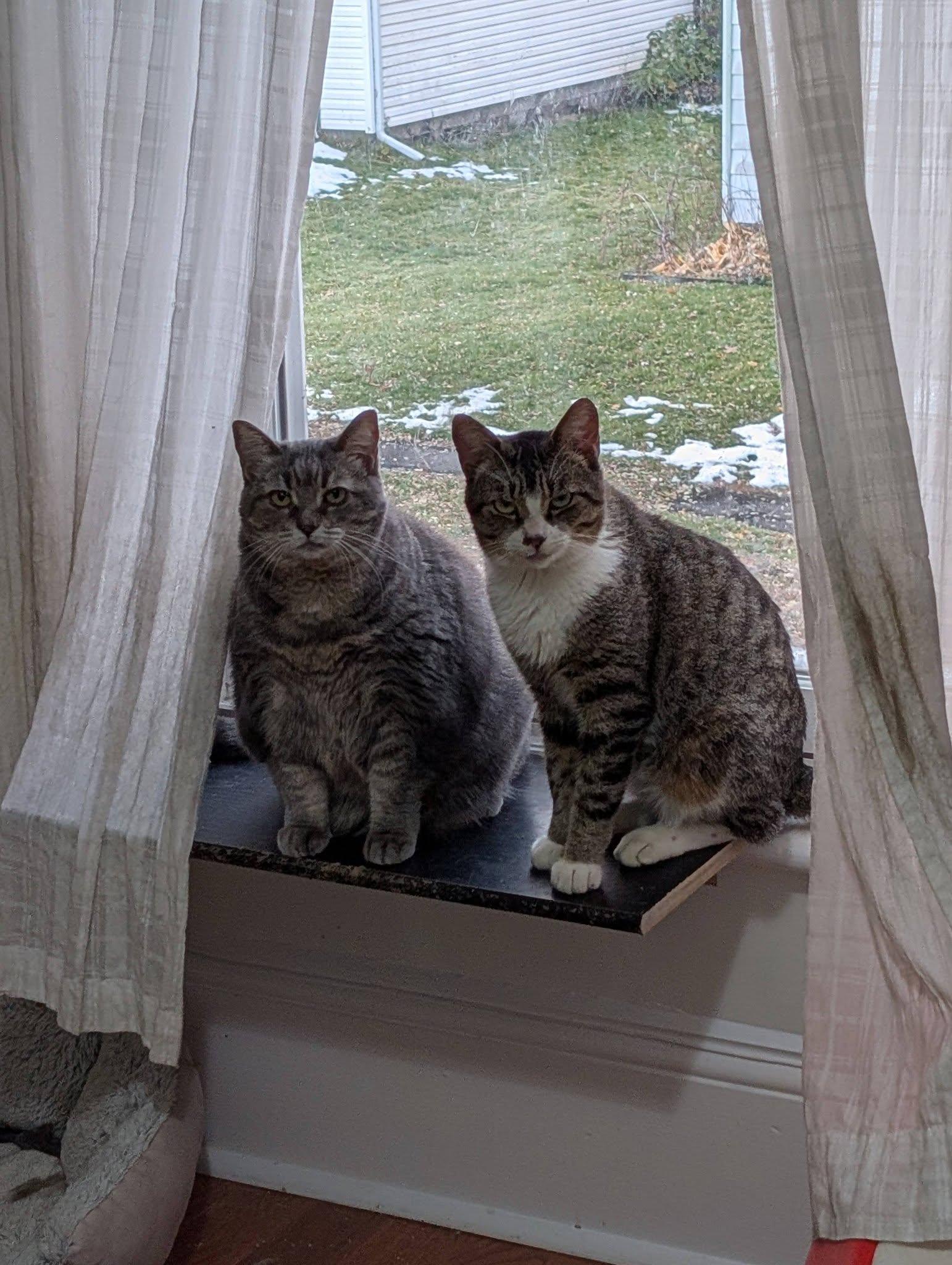 Enlarge Anna, a ADOPTABLE Domestic Short Hair in Spencerville, ON image 4/4