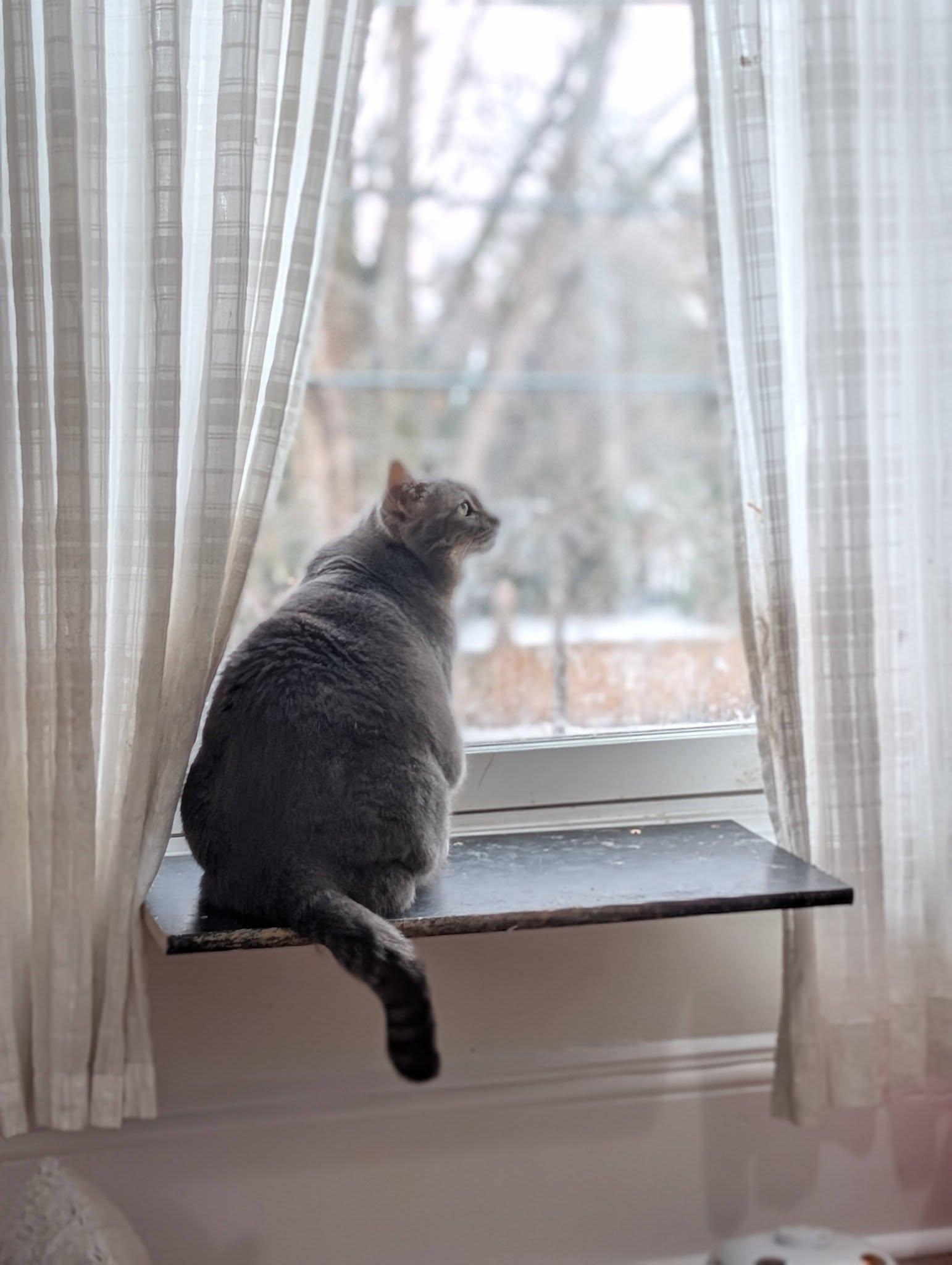 Enlarge Anna, a ADOPTABLE Domestic Short Hair in Spencerville, ON image 3/4