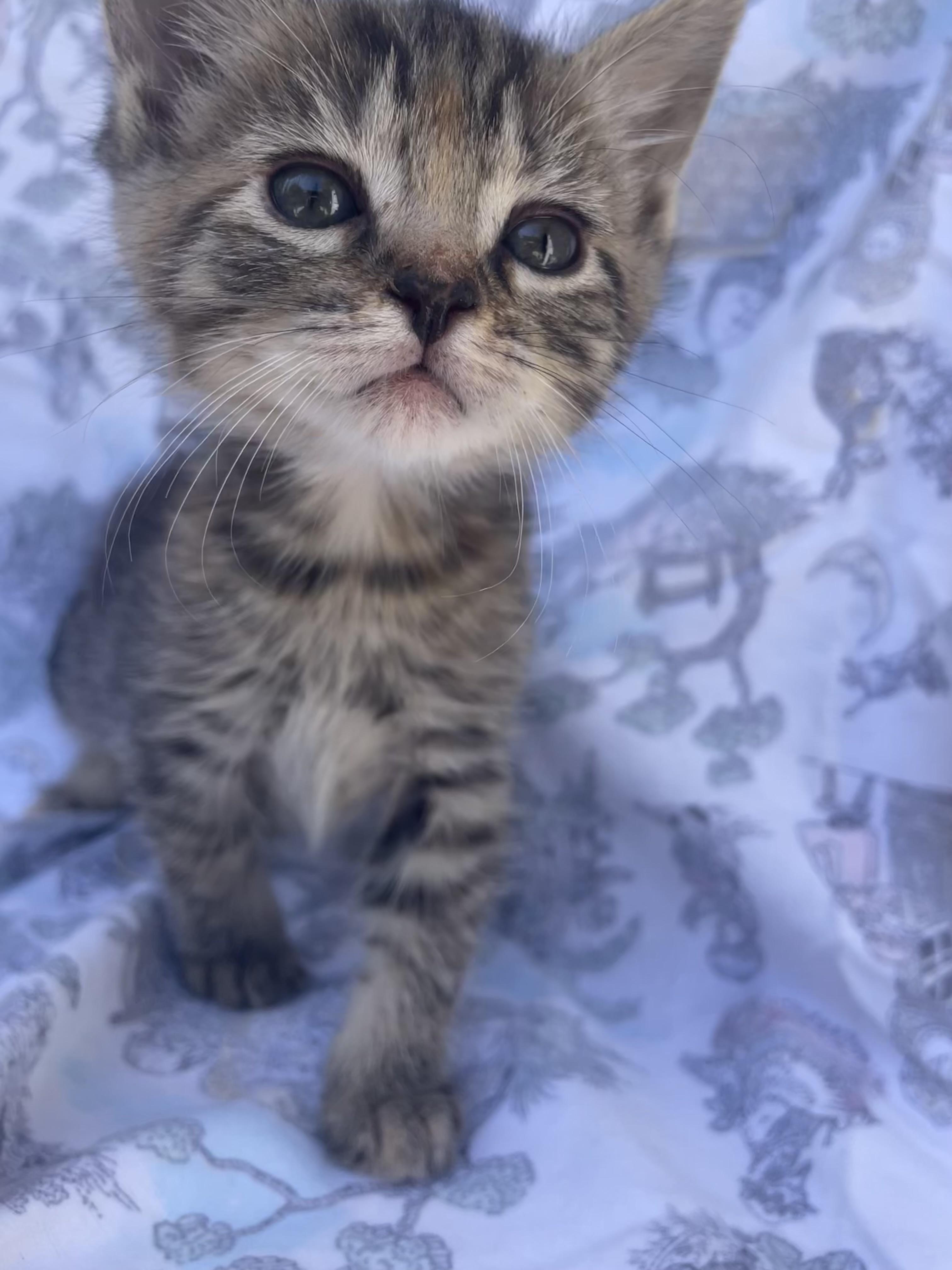 Enlarge Cashew, a Adoptable Domestic Short Hair in Long Beach, CA image 4/6