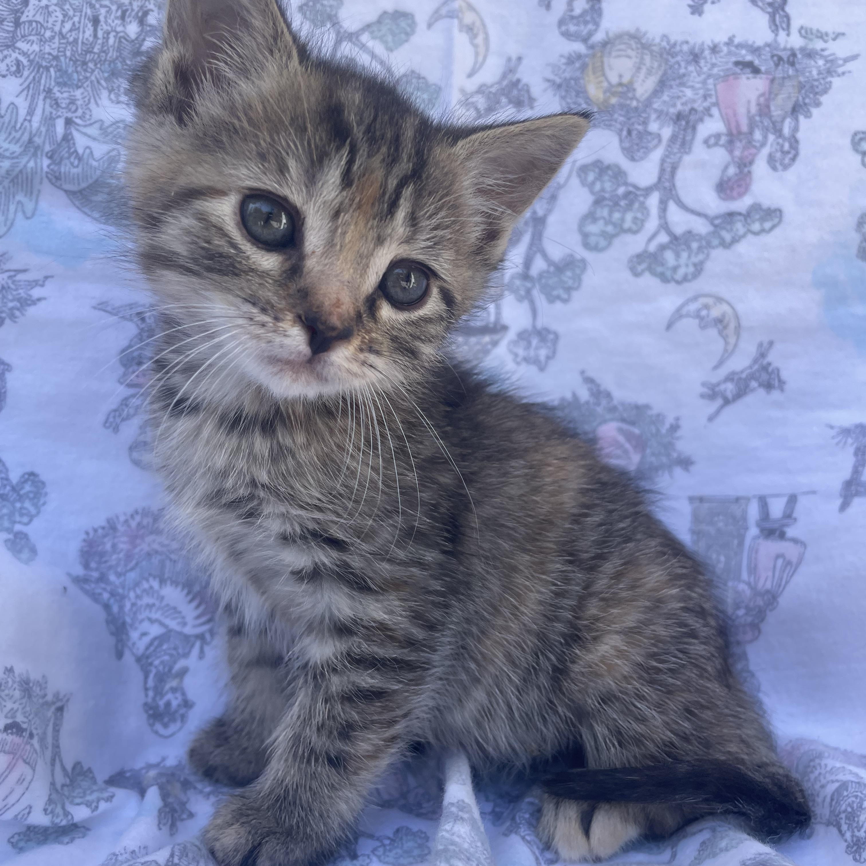 Enlarge Cashew, a Adoptable Domestic Short Hair in Long Beach, CA image 1/6