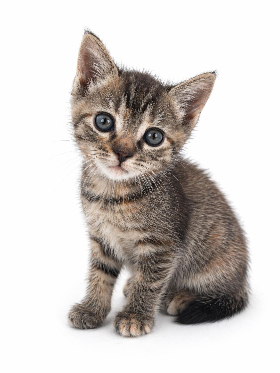 Enlarge Cashew, a Adoptable Domestic Short Hair in Long Beach, CA image 5/6