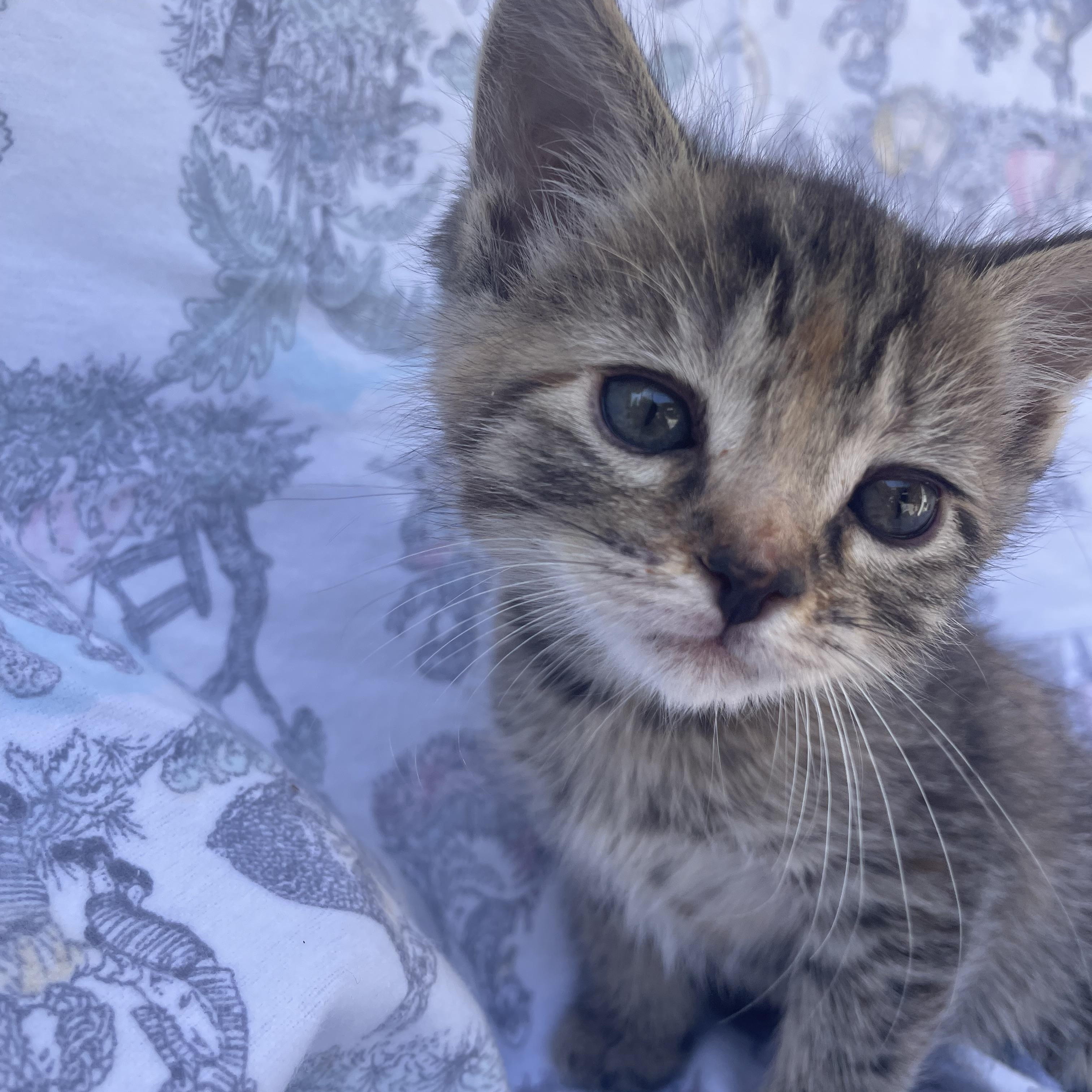 Enlarge Cashew, a Adoptable Domestic Short Hair in Long Beach, CA image 6/6