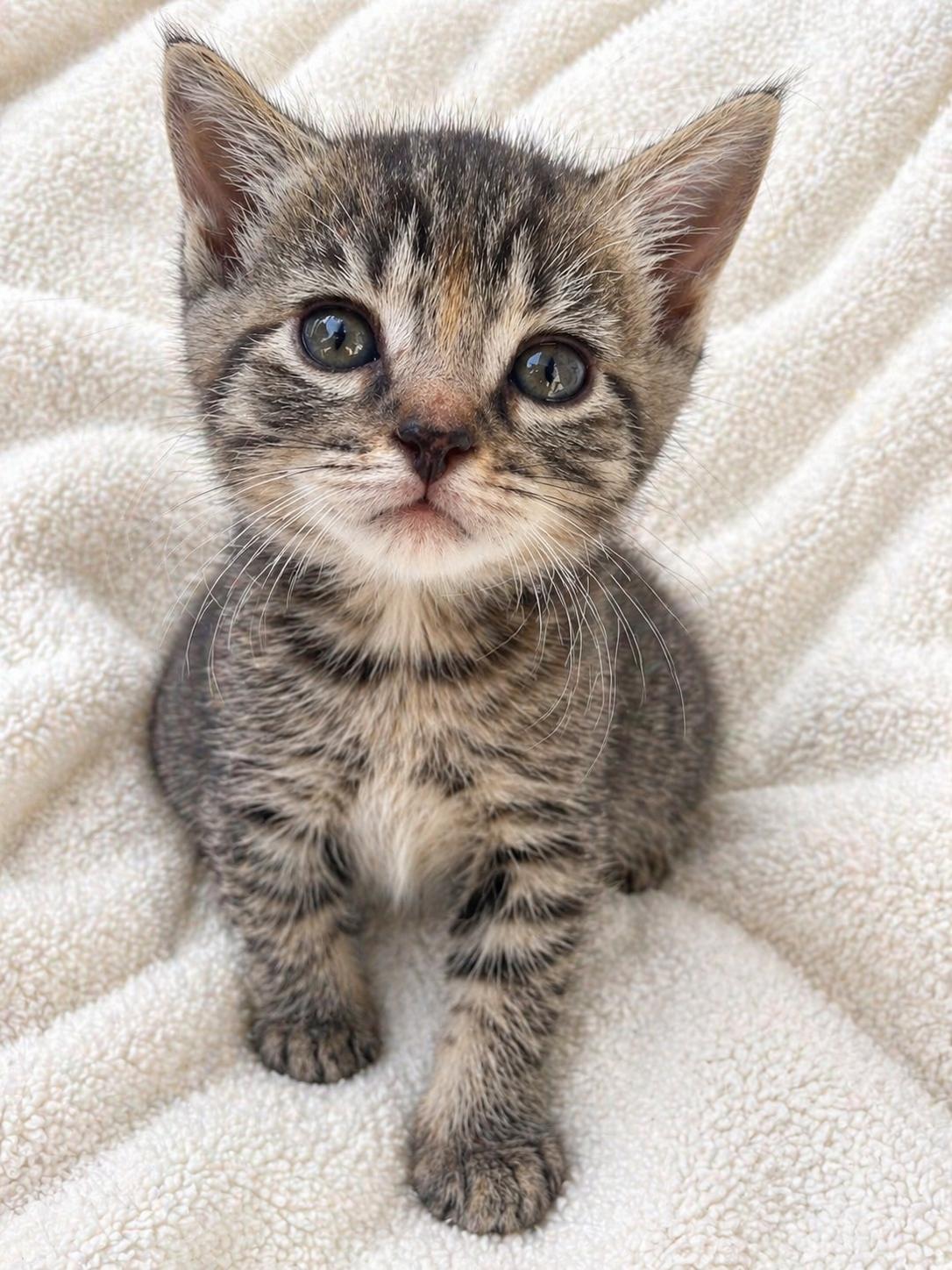 Enlarge Cashew, a Adoptable Domestic Short Hair in Long Beach, CA image 3/6