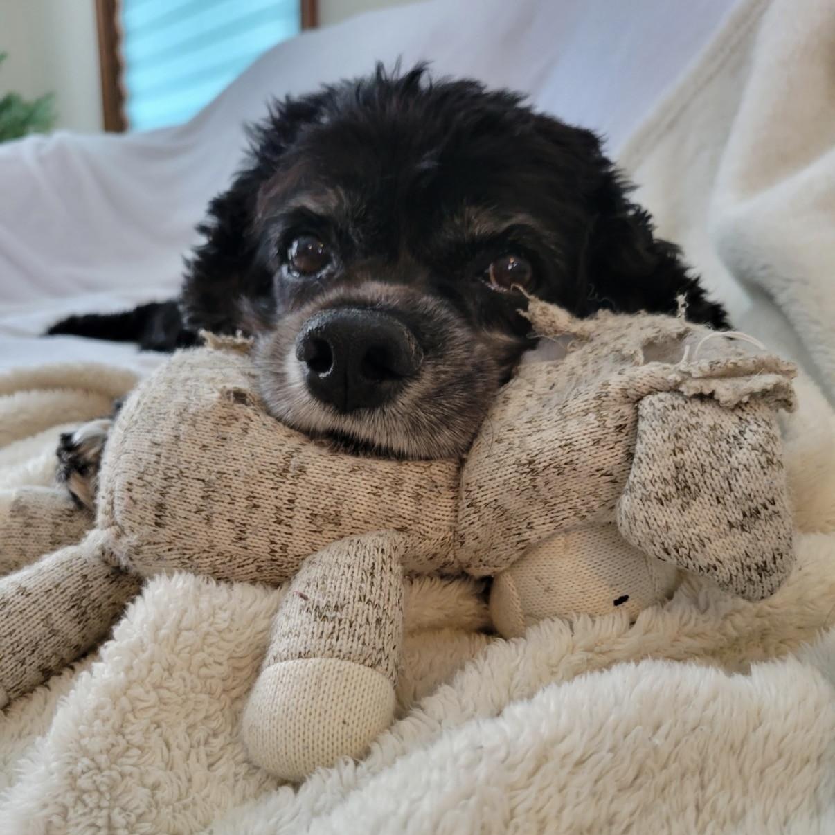 Heidi, a Adoptable Cocker Spaniel in Williston, VT image 5/6