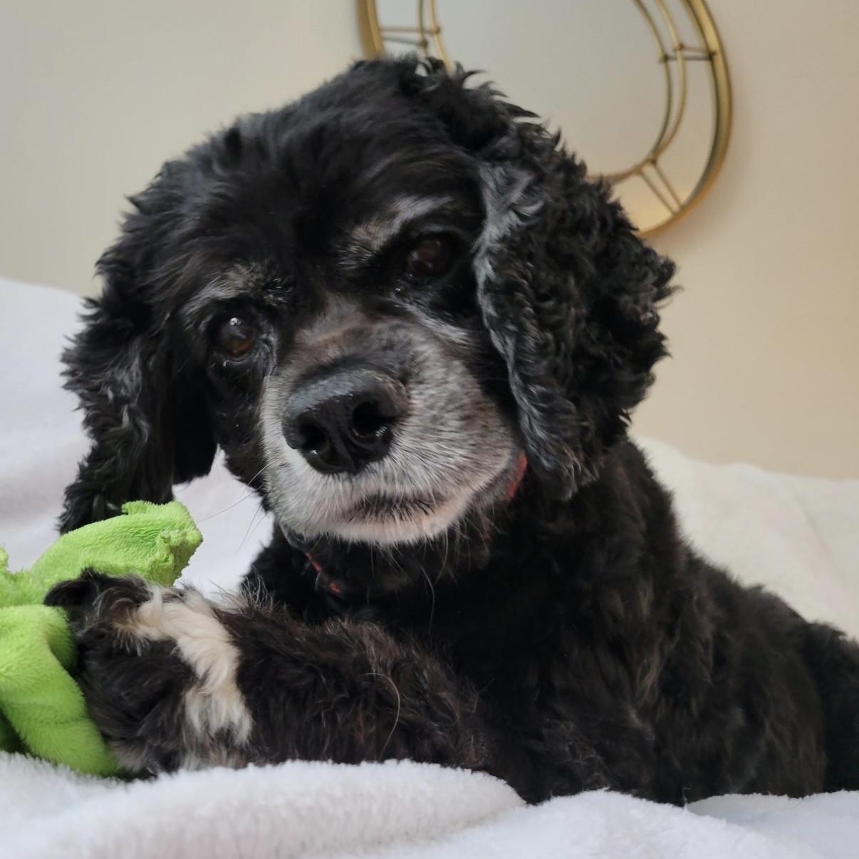 Heidi, a Adoptable Cocker Spaniel in Williston, VT image 1/6