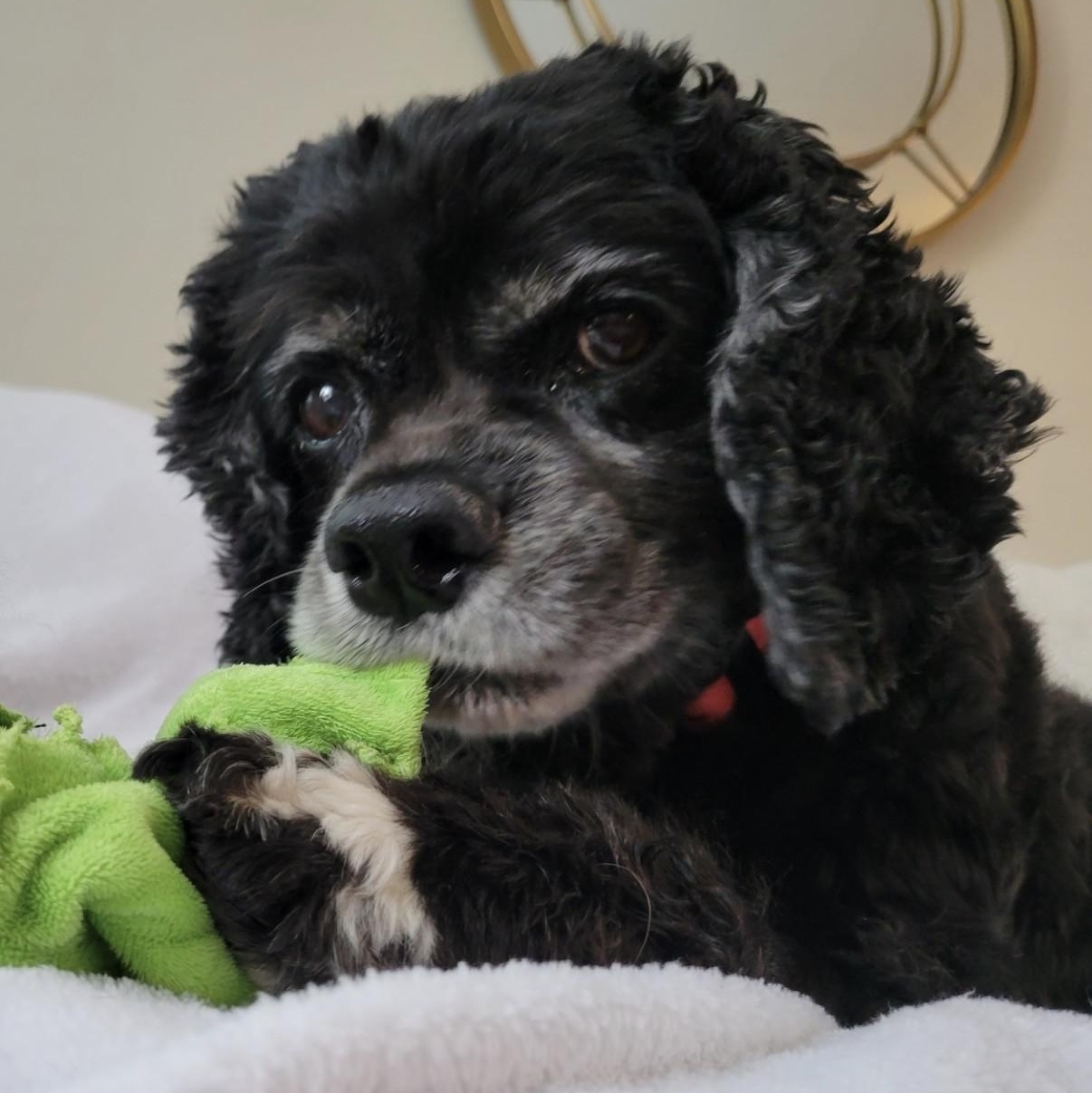 Heidi, a Adoptable Cocker Spaniel in Williston, VT image 2/6