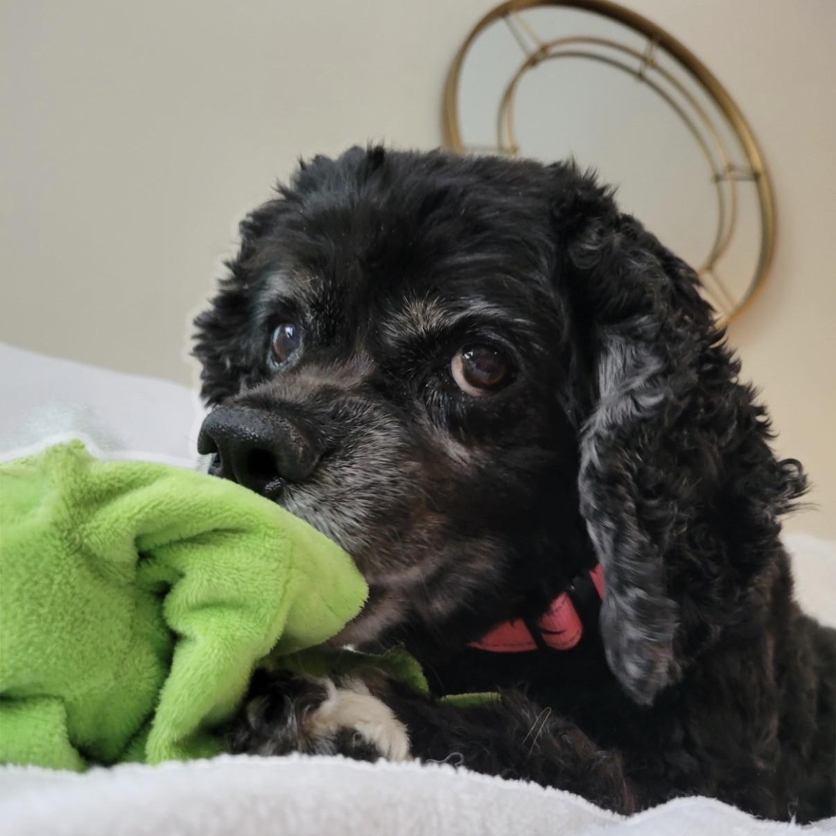 Heidi, a Adoptable Cocker Spaniel in Williston, VT image 4/6