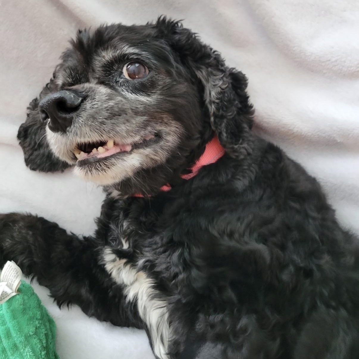 Heidi, a Adoptable Cocker Spaniel in Williston, VT image 3/6