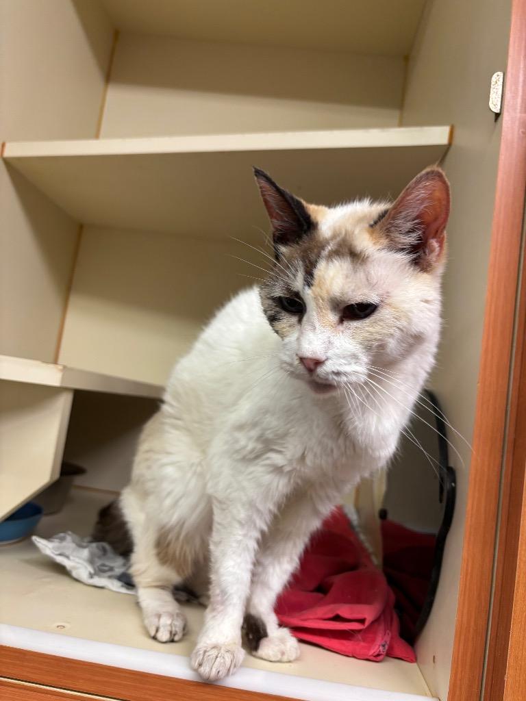 Kalmia, Adoptable, Senior Female Siamese.
