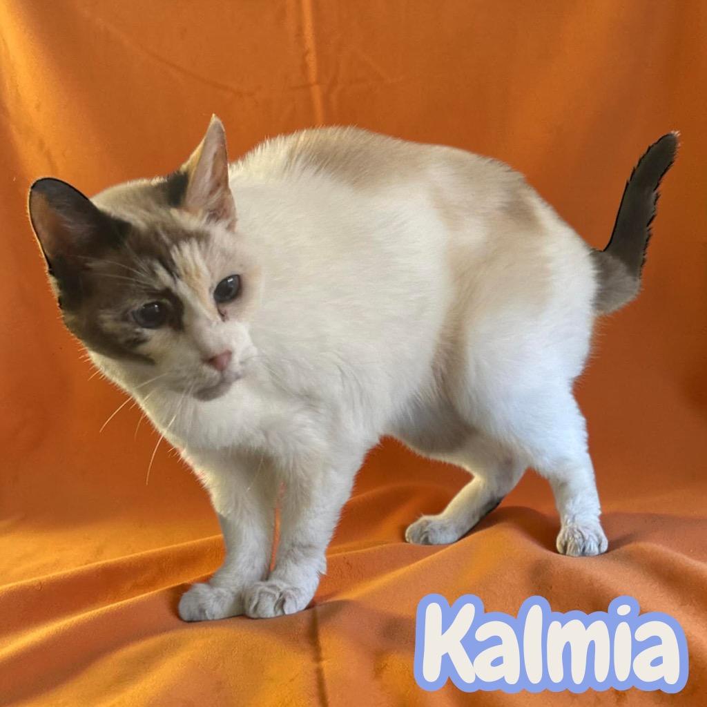 Enlarge Kalmia, a Adoptable Siamese in Sorrento, LA image 2/4