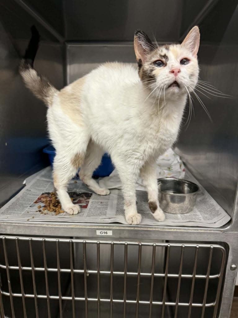 Enlarge Kalmia, a Adoptable Siamese in Sorrento, LA image 3/4