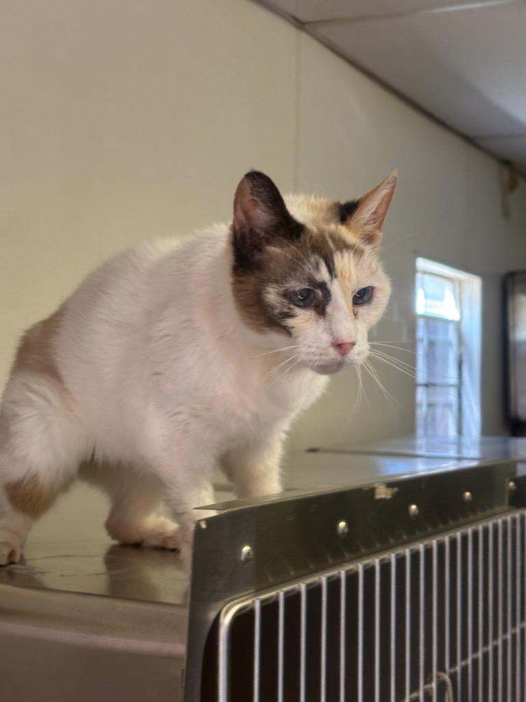 Enlarge Kalmia, a Adoptable Siamese in Sorrento, LA image 4/4