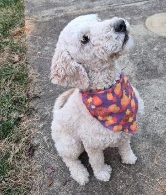 Enlarge Brandi, a Adoptable mixed breed in Mocksville, NC image 1/2