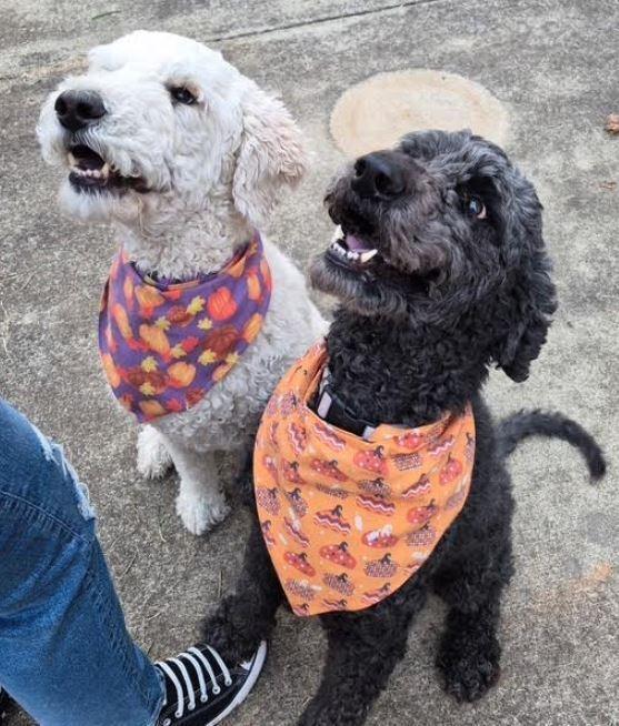 Enlarge Brandi, a Adoptable mixed breed in Mocksville, NC image 2/2