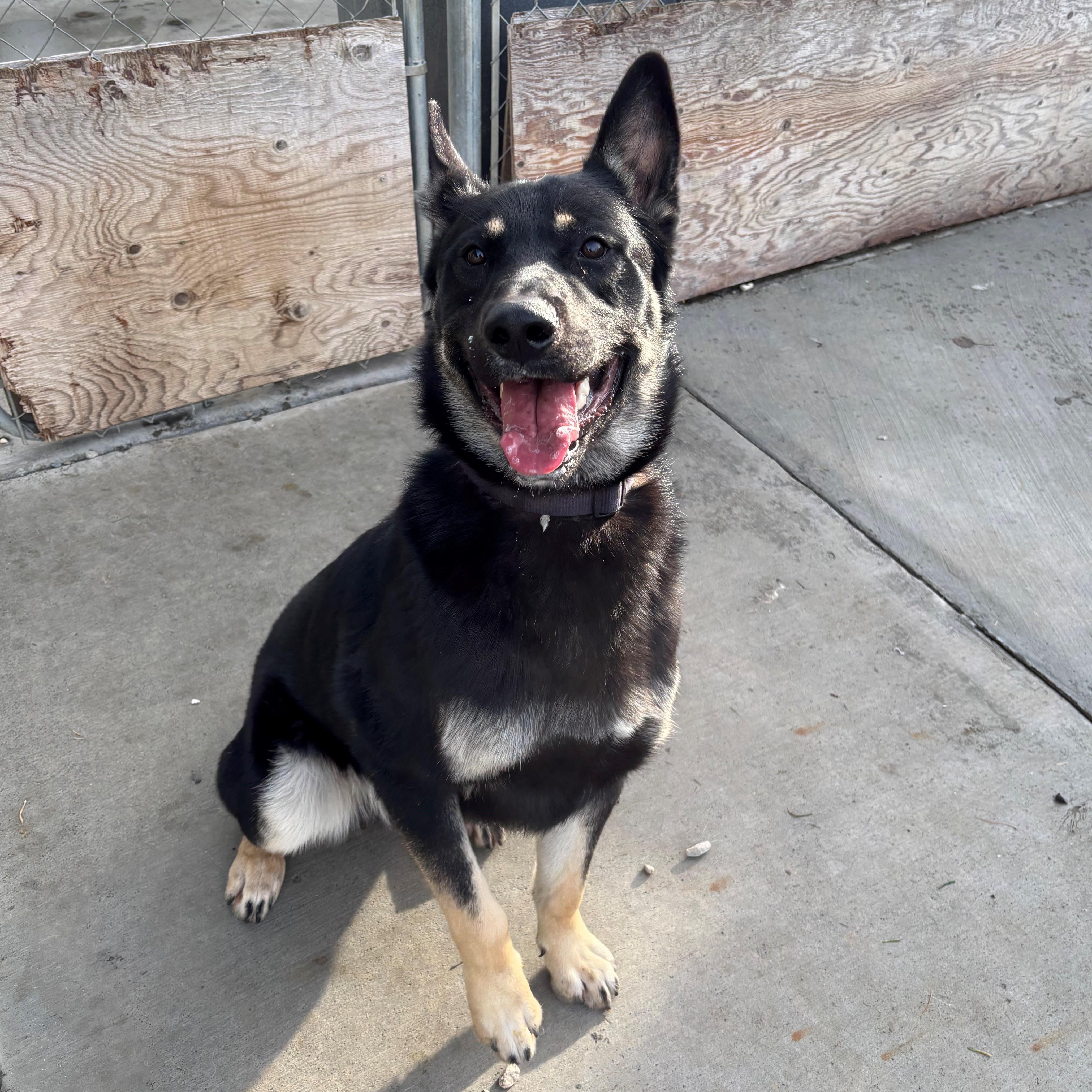 Roscoe, ADOPTABLE, Young Male German Shepherd Dog.