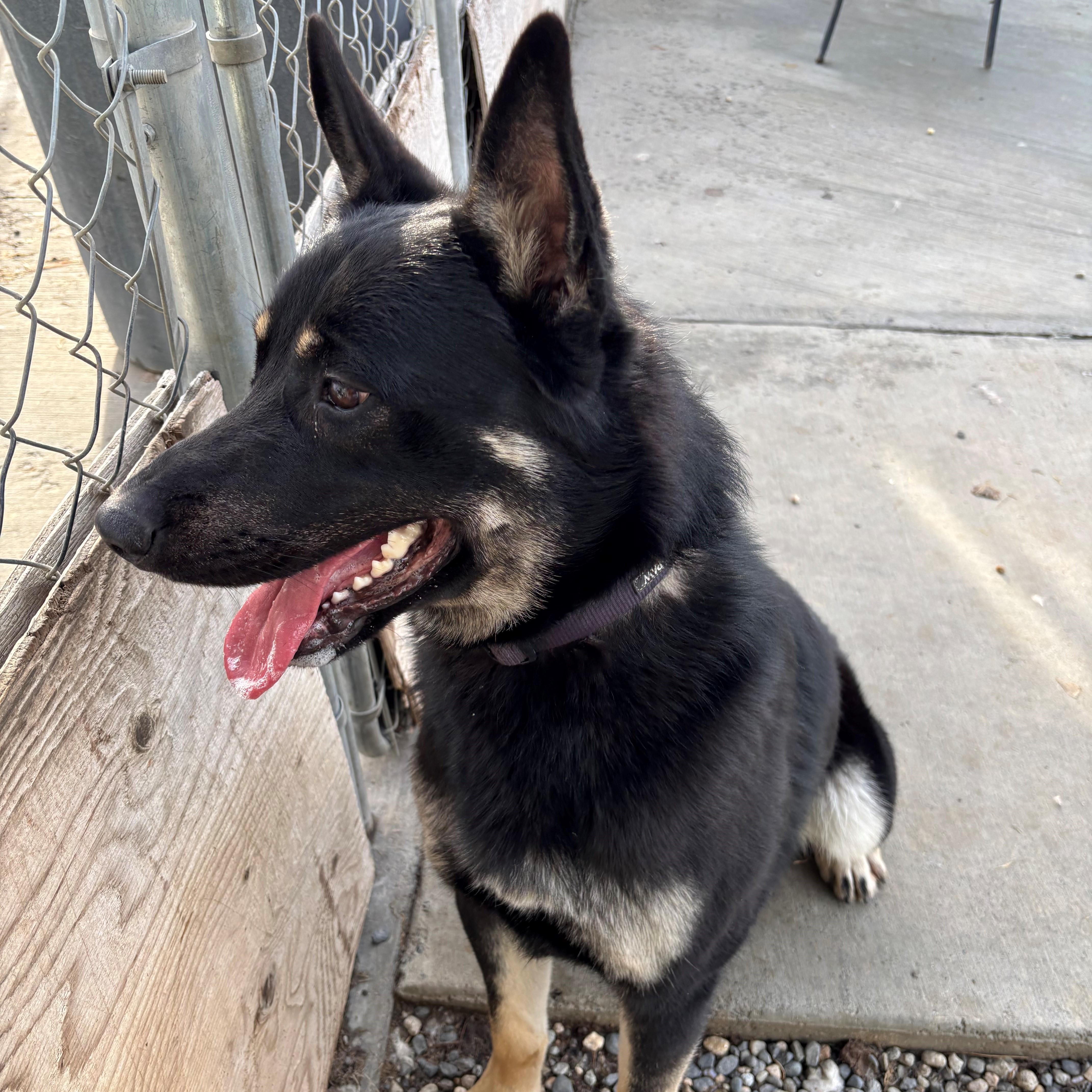 Roscoe, a ADOPTABLE mixed breed in Quincy, WA image 3/3
