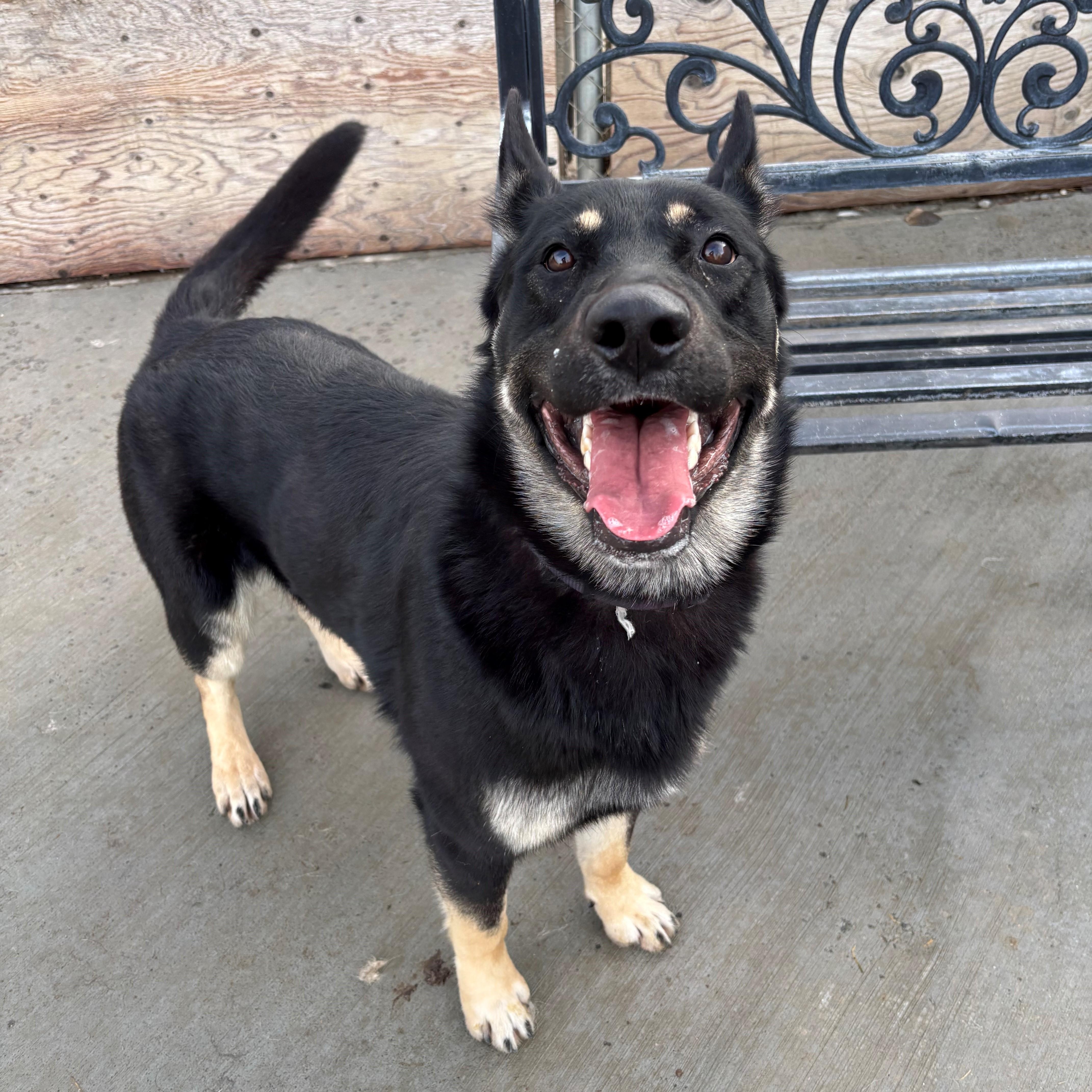 Roscoe, a ADOPTABLE mixed breed in Quincy, WA image 2/3