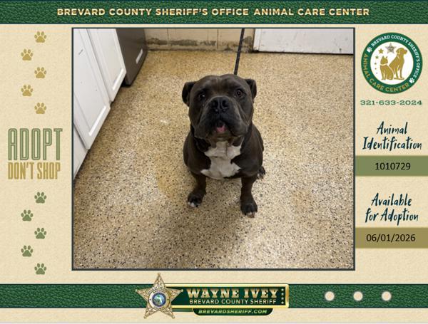 Smushy, Adoptable, Adult Male Mixed Breed.