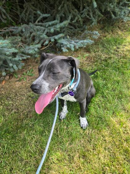 Enlarge Harley, a ADOPTABLE Mixed Breed in Hamilton, MT image 3/3