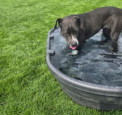 Enlarge Harley, a ADOPTABLE Mixed Breed in Hamilton, MT image 2/3