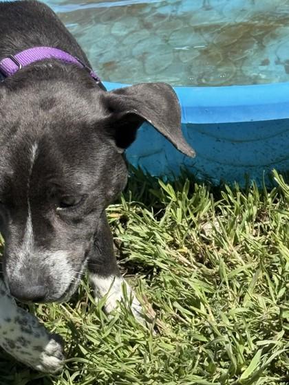 Harley, ADOPTABLE, Young Female Mixed Breed.