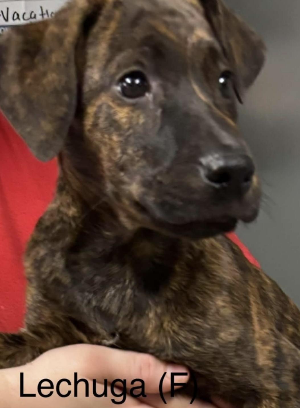 Enlarge Lechuga, a Adoptable mixed breed in Parma, OH image 2/2