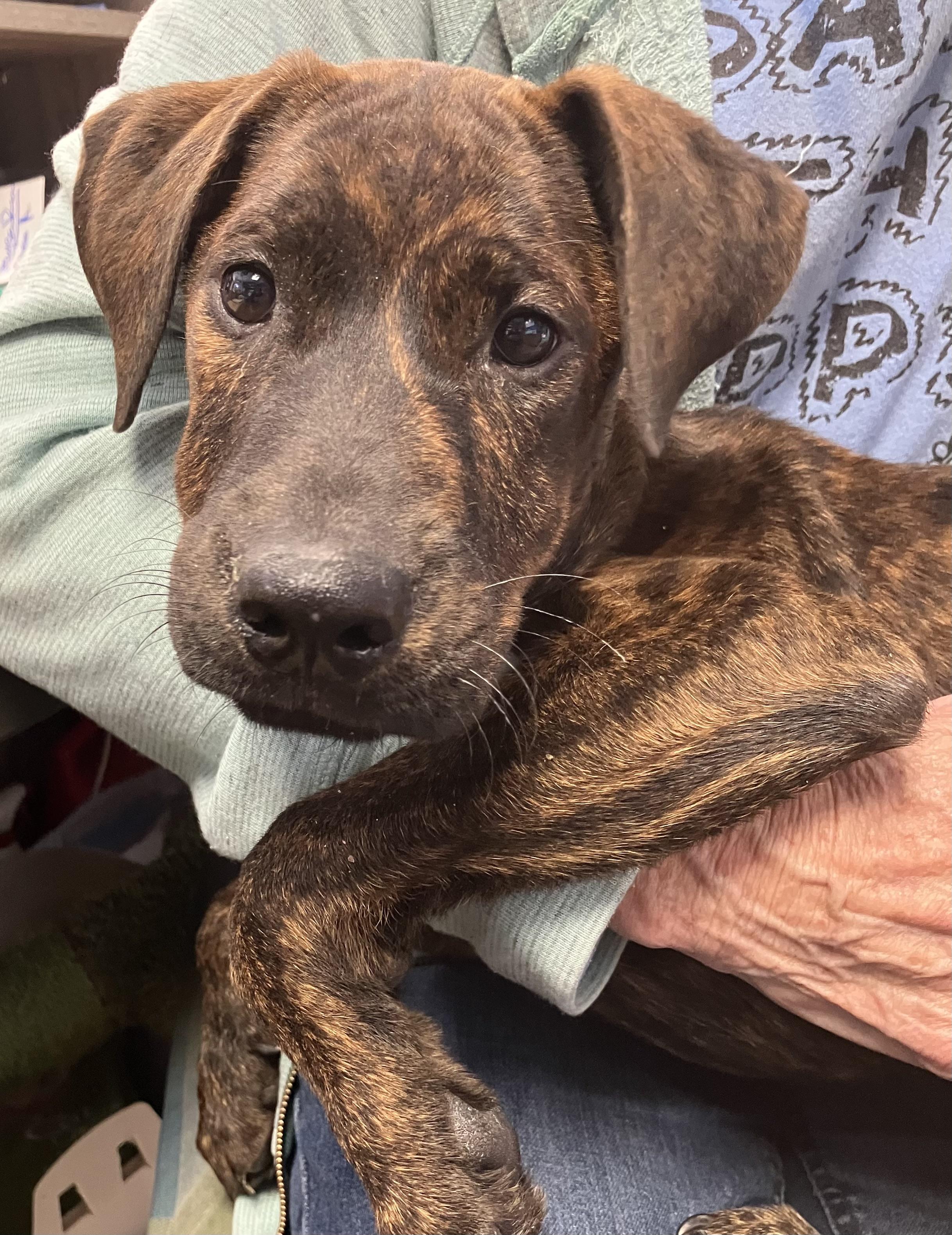 Enlarge Lechuga, a Adoptable mixed breed in Parma, OH image 1/2