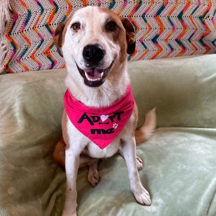 Enlarge Hazel, a Adoptable mixed breed in Benld, IL image 1/1