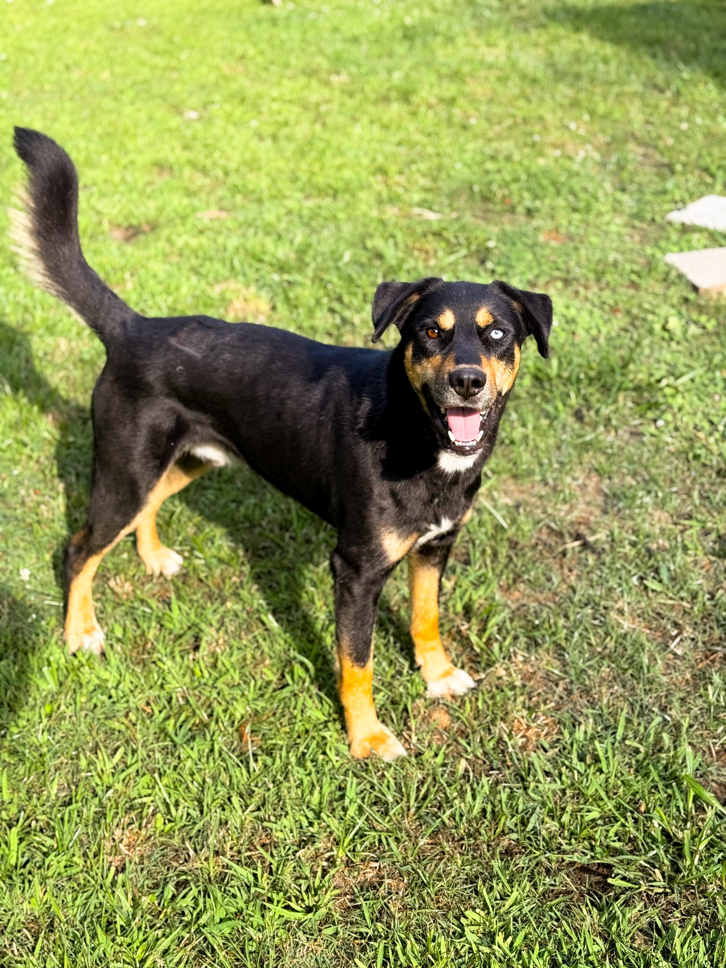 Enlarge Wilder, a ADOPTABLE mixed breed in charleston, SC image 1/1